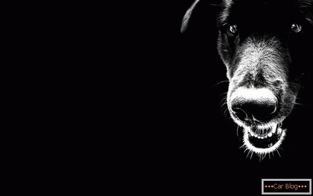 Црно куче на патот - лош знак