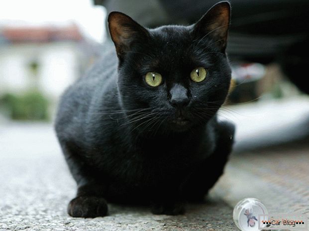 Црна мачка на патот - до несреќата